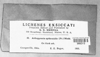 Image Associated With the Occurence